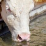 A cow with a white face drinks water from a trough outdoors, part of its brown body and yellow ear tag visible—like livestock cooling off in rural stock tank pools.