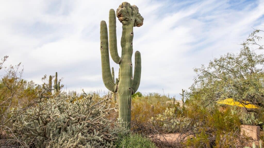 A large saguaro cactus with a crested, fan-shaped top stands among desert shrubs under a partly cloudy sky.
