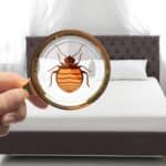 A hand holds a magnifying glass showing a bed bug over a mattress in a clean, modern bedroom, highlighting the importance of awareness on national bed bug prevention day.
