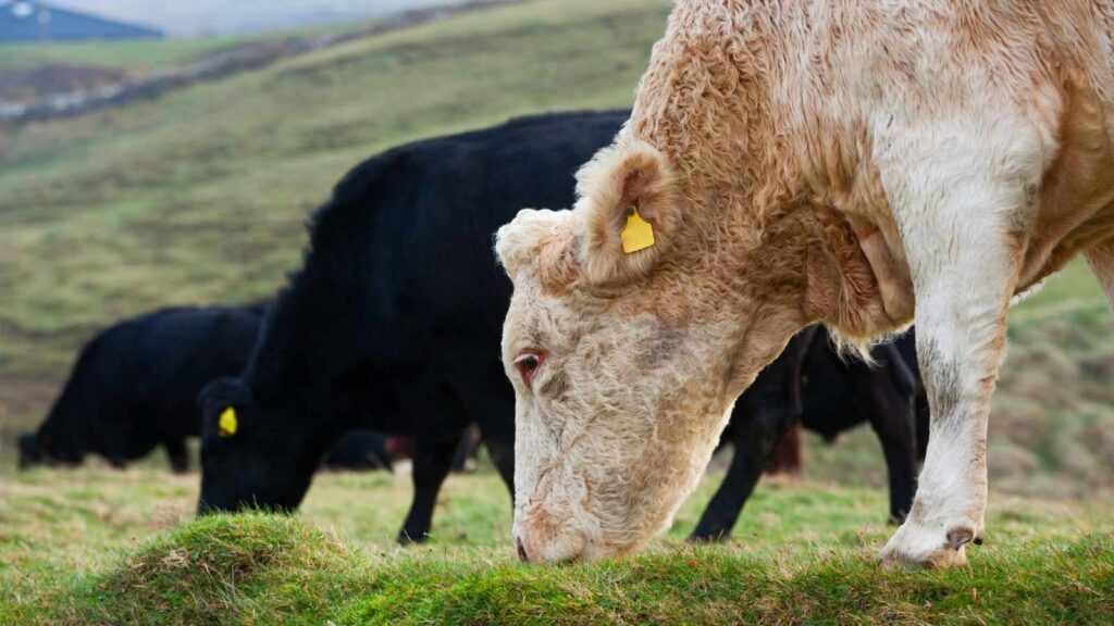 A light-colored cow with a yellow ear tag grazes on grass in the foreground, while two black cows graze in the background on a grassy hillside.