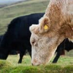 A light-colored cow with a yellow ear tag grazes on grass in the foreground, while two black cows graze in the background on a grassy hillside.