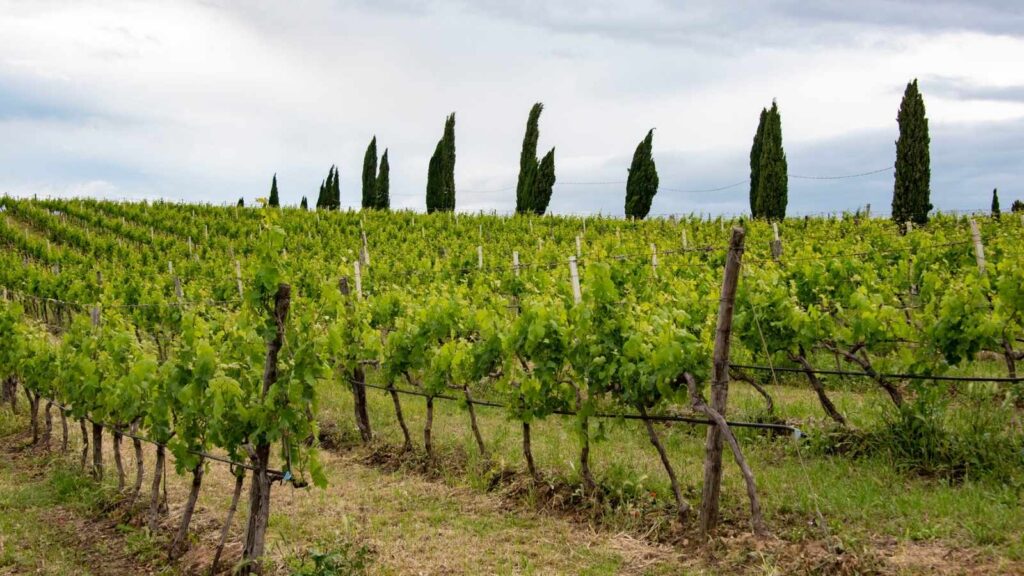 A vineyard in southern Italy with rows of grapevines in the foreground and tall cypress trees in the background under a cloudy sky.