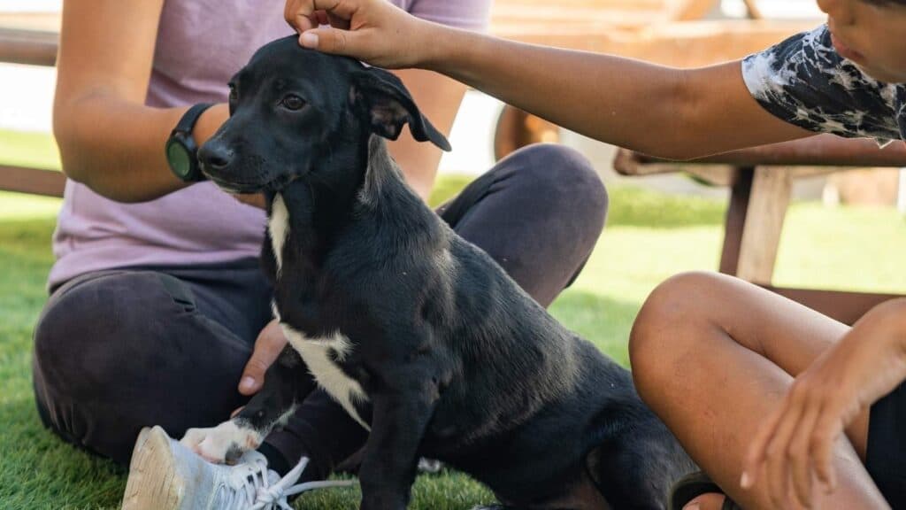 Two people sitting on grass pet a small black dog with white markings.