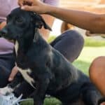 Two people sitting on grass pet a small black dog with white markings.