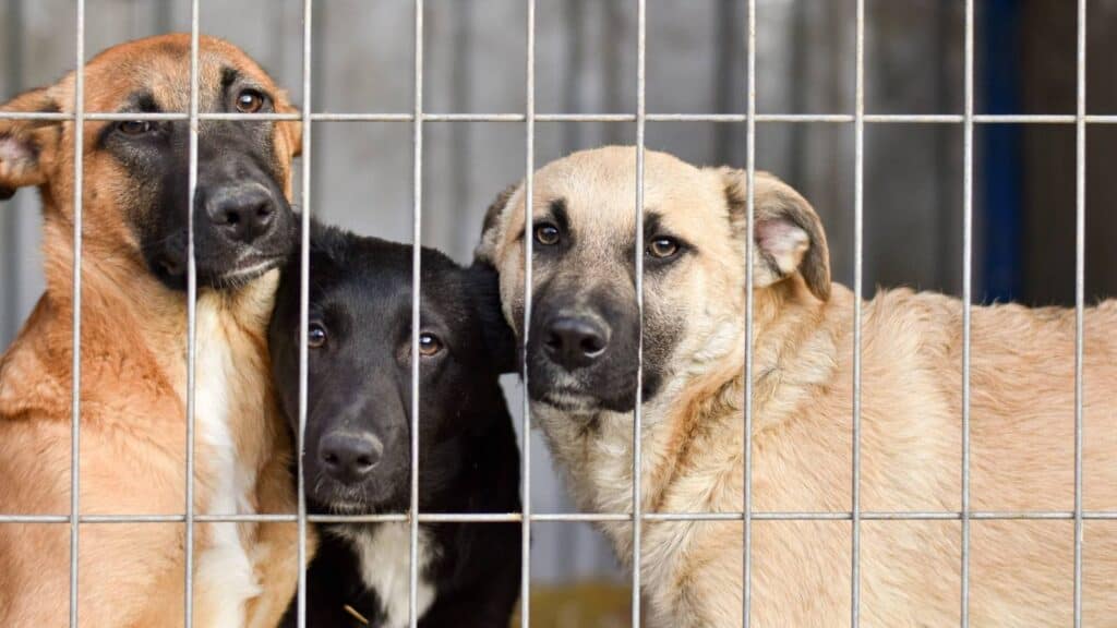 Three mixed-breed dogs stand closely together behind a metal fence, looking forward with alert expressions. The background is blurred, focusing attention on the dogs inside the enclosure.