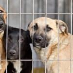 Three mixed-breed dogs stand closely together behind a metal fence, looking forward with alert expressions. The background is blurred, focusing attention on the dogs inside the enclosure.