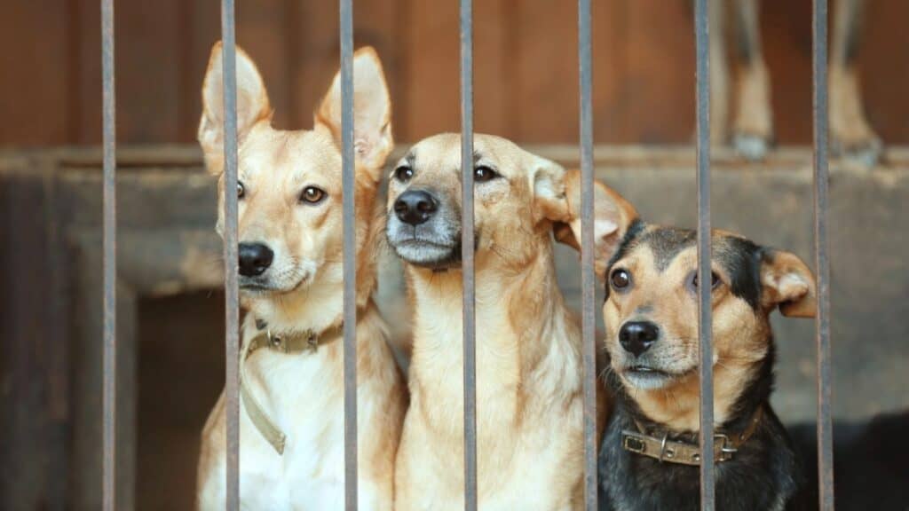 Three dogs with collars stand behind metal bars, looking forward. The background is out of focus, suggesting they are inside an enclosure or kennel—an evocative scene that highlights the importance of adoption on National Mutt Day.