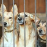 Three dogs with collars stand behind metal bars, looking forward. The background is out of focus, suggesting they are inside an enclosure or kennel—an evocative scene that highlights the importance of adoption on National Mutt Day.