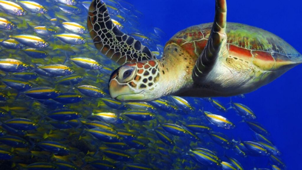 A sea turtle swims underwater near a large school of small, yellow-striped fish against a blue ocean background.