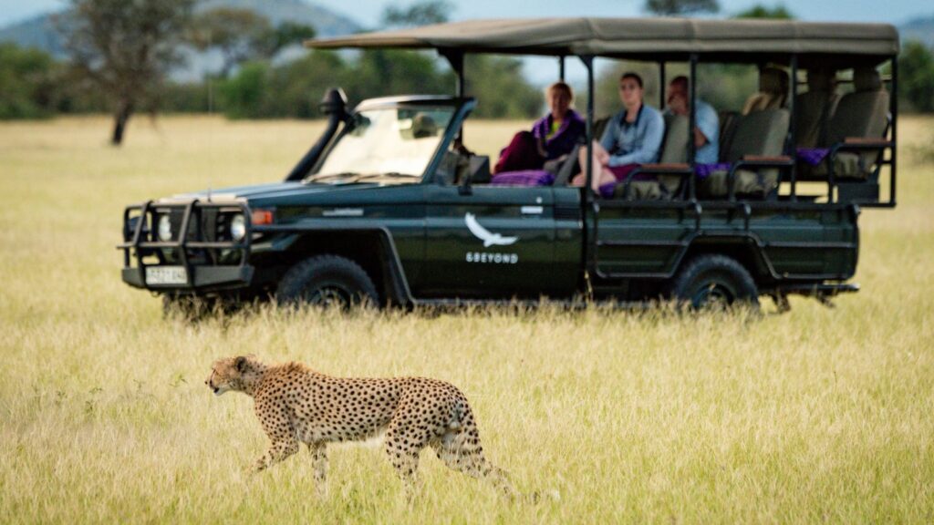 A cheetah walks through tall grass near a safari vehicle with several people observing from inside.