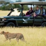 A cheetah walks through tall grass near a safari vehicle with several people observing from inside.