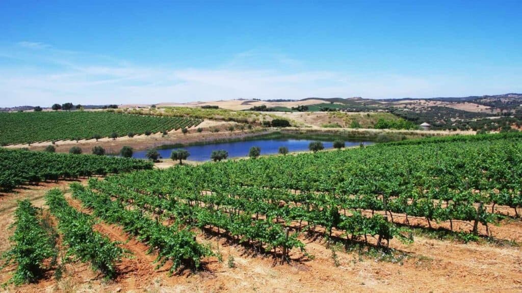 Rows of grapevines on a hillside overlook a small pond, with rolling hills and farmland in the background under a clear blue sky.
