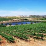 Rows of grapevines on a hillside overlook a small pond, with rolling hills and farmland in the background under a clear blue sky.