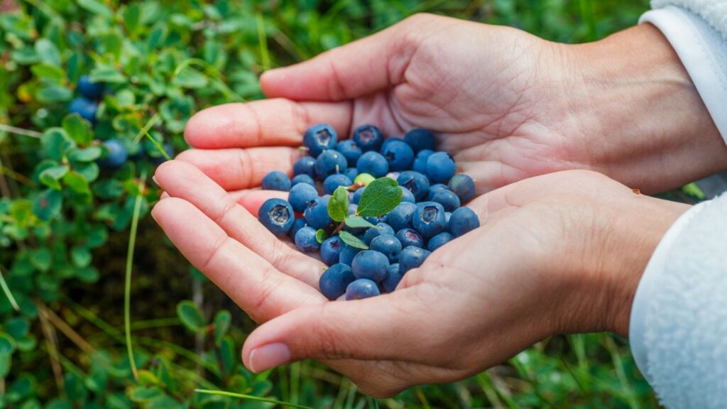 A pair of hands gently holds a handful of fresh blueberries with green leaves, surrounded by green foliage in the background.