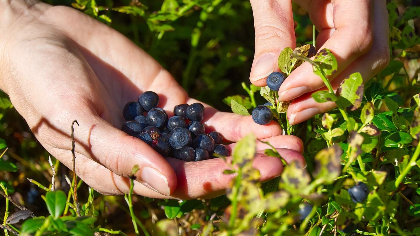 A person gathers fresh blueberries from a bush, holding several berries in one hand while picking more with the other, surrounded by green foliage.