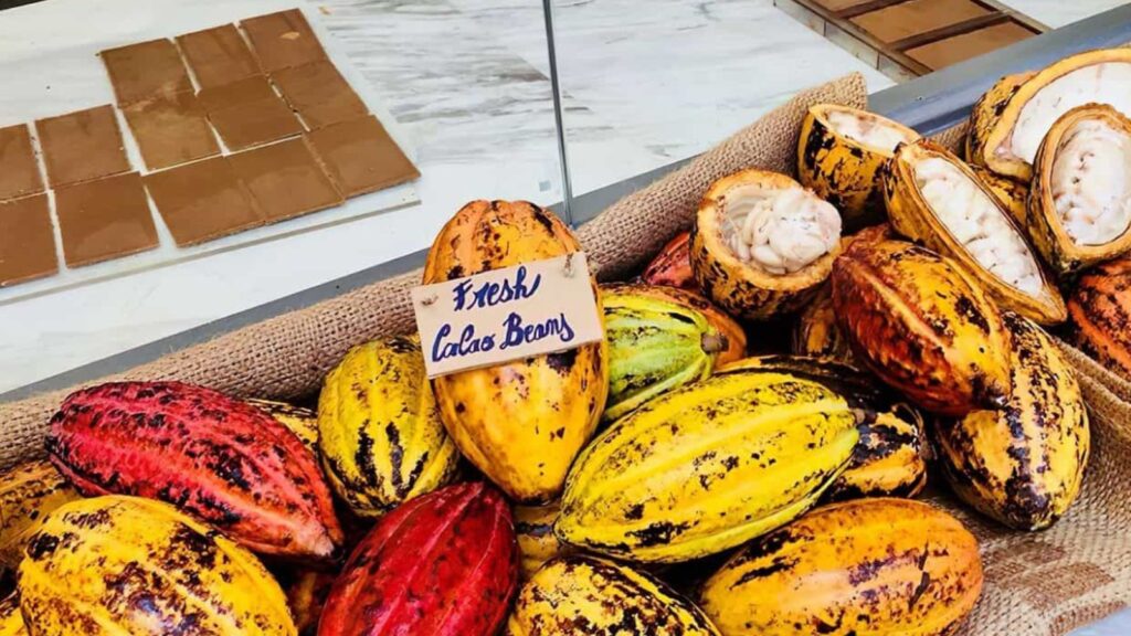 A basket of colorful fresh cacao pods with a handwritten sign reading "Fresh Cacao Beans," and chocolate bars on a counter in the background.