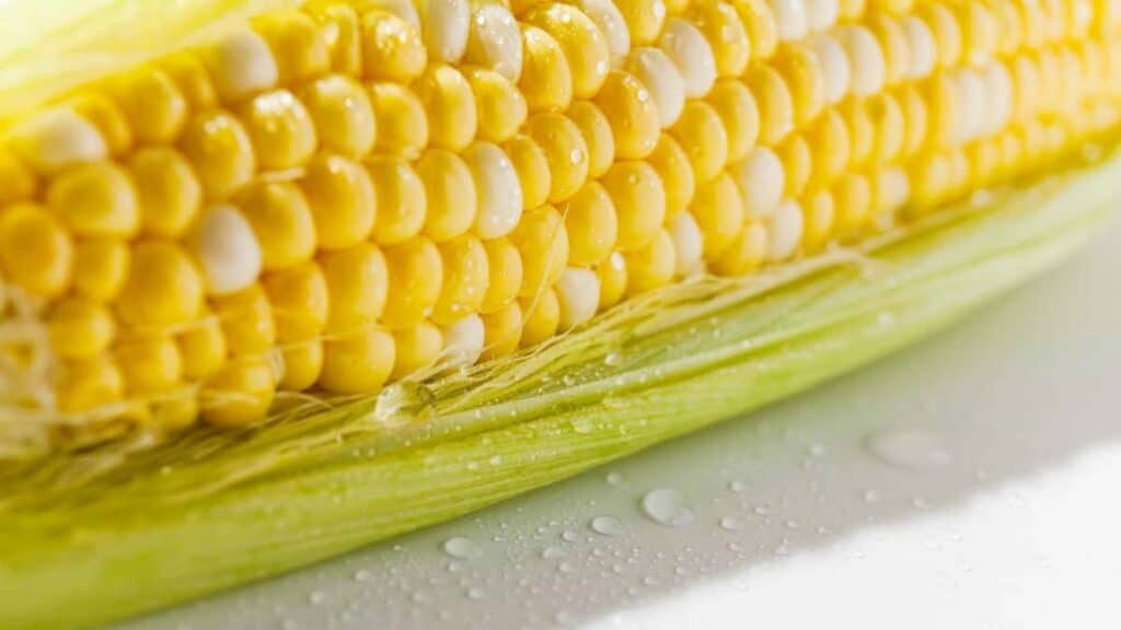 Close-up of a fresh ear of corn with yellow and white kernels, partially husked, with water droplets on the surface.