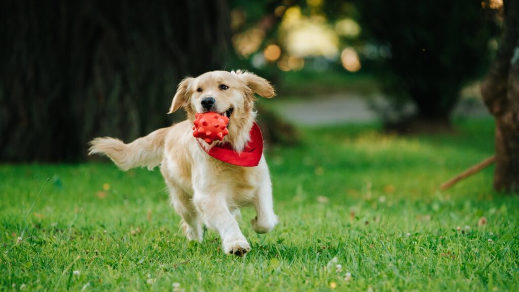 A golden retriever wearing a red bandana runs on grass with a red ball in its mouth, looking every bit like a playful park ranger among the other dogs.