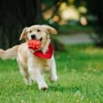 A golden retriever wearing a red bandana runs on grass with a red ball in its mouth, looking every bit like a playful park ranger among the other dogs.