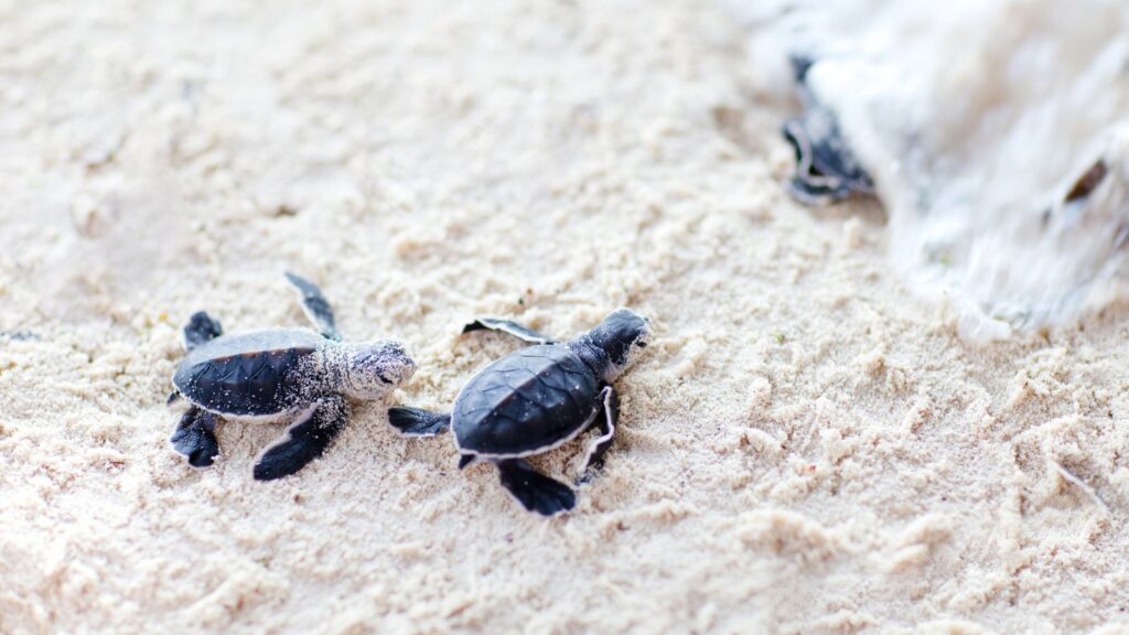Two baby sea turtles, part of a Mexican resort sea turtle rescue, crawl across sandy beach toward the ocean, with waves visible in the top right corner.