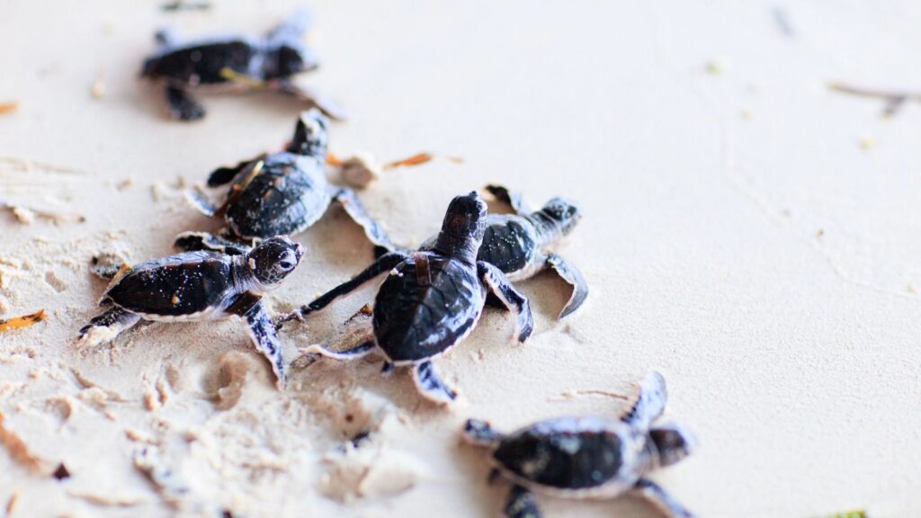 Six baby sea turtles, part of a Mexican resort sea turtle rescue program, crawl across sandy ground, heading in the same direction and leaving small trails behind them.