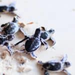Six baby sea turtles, part of a Mexican resort sea turtle rescue program, crawl across sandy ground, heading in the same direction and leaving small trails behind them.