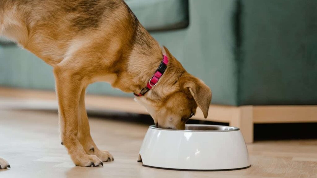 A brown dog with a red collar is eating from a white food bowl on a light-colored floor near a green sofa.
