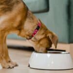 A brown dog with a red collar is eating from a white food bowl on a light-colored floor near a green sofa.