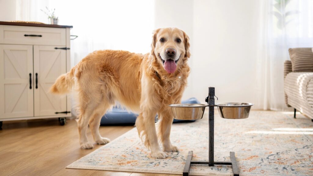 Golden retriever standing indoors next to a raised feeding station with two metal bowls on a patterned rug.