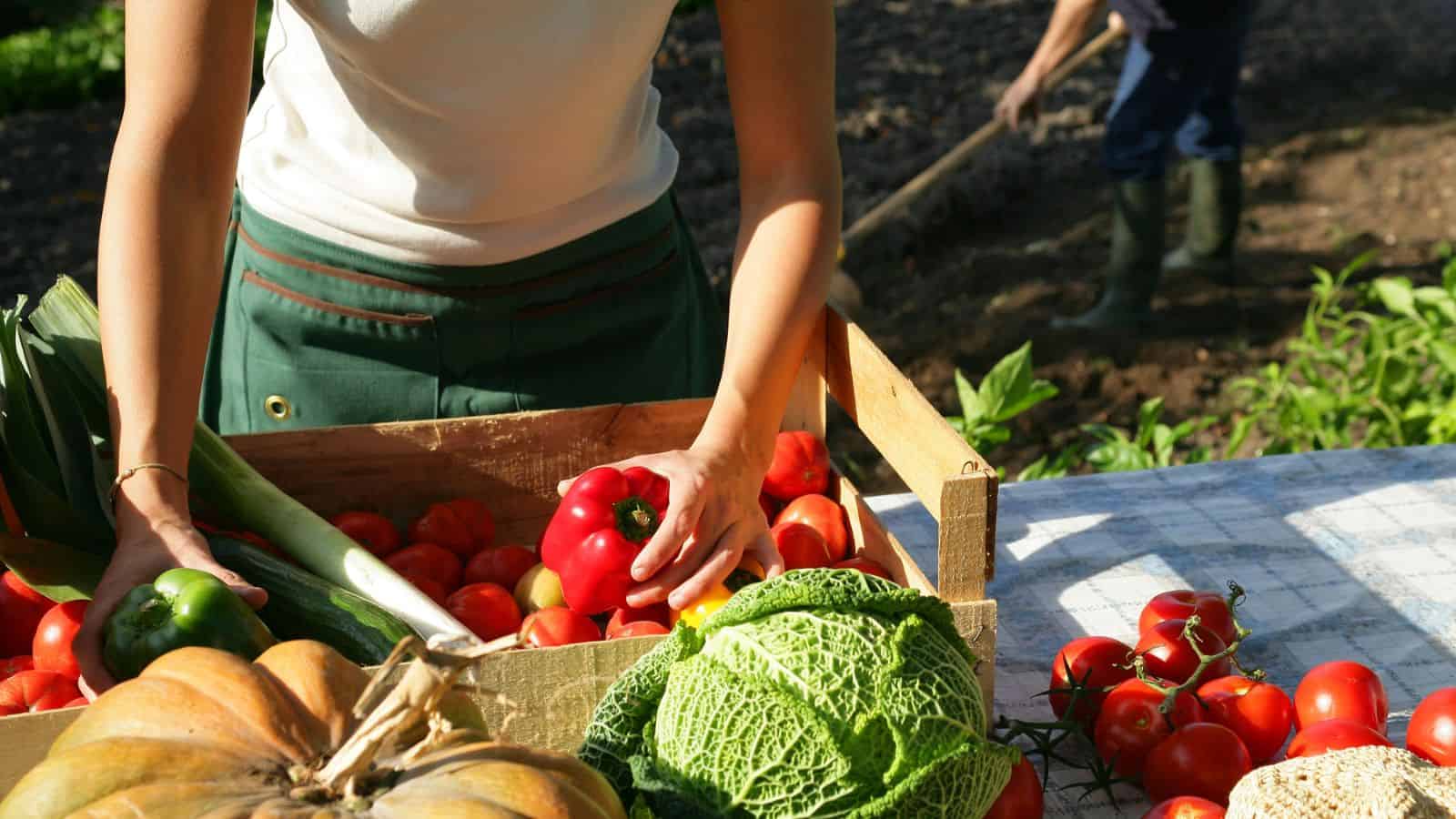 Person sorting fresh vegetables, including tomatoes, peppers, and cabbage, into a wooden crate outdoors with another person working in the background.