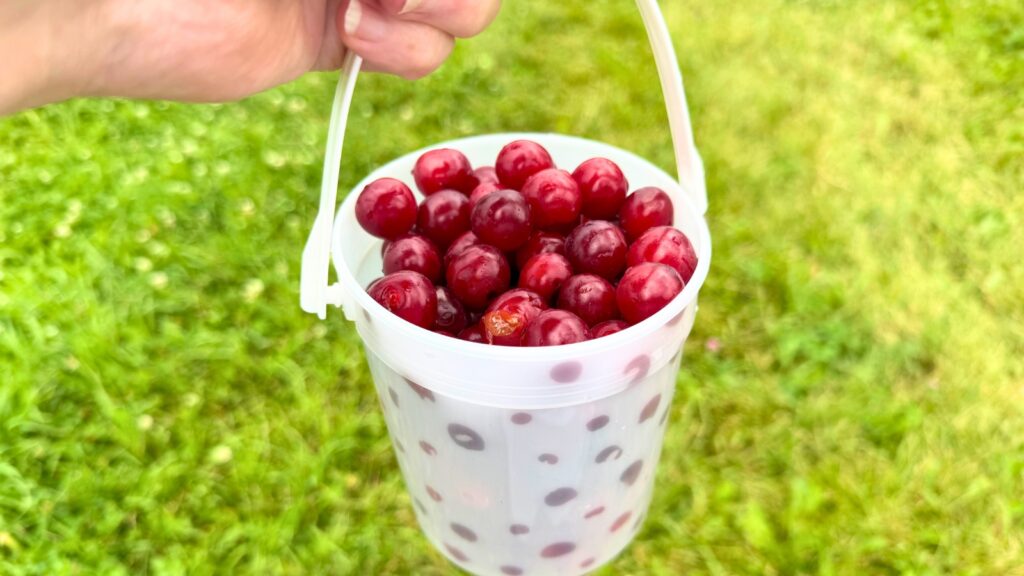 A hand holds a white plastic bucket filled with fresh red cherries, freshly picked from the orchards of Door County, with a grassy lawn visible in the background.