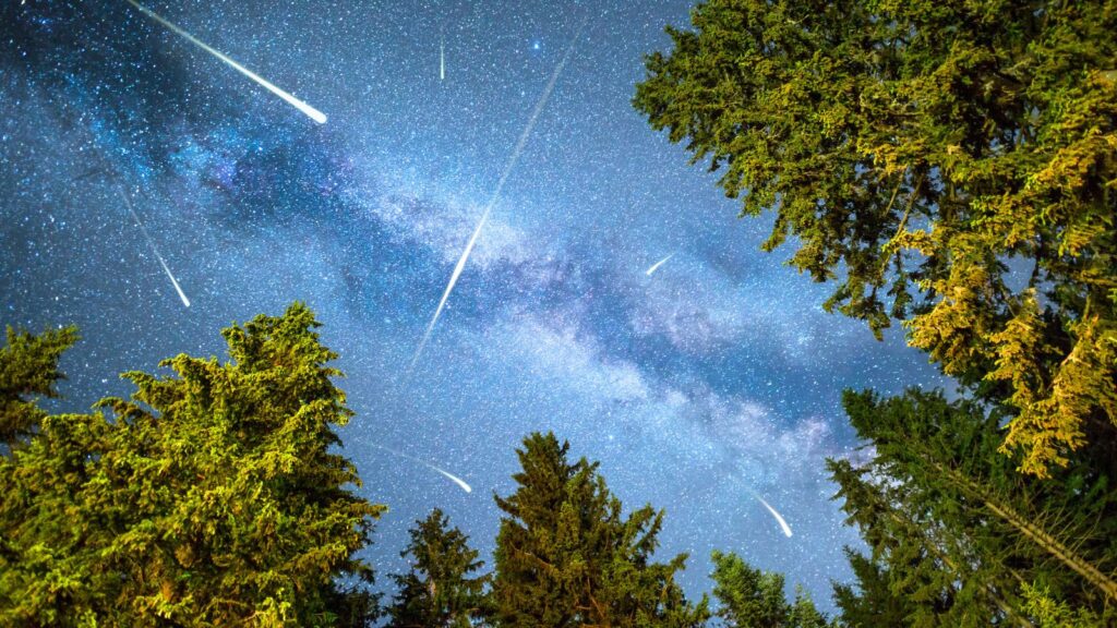 Tall evergreen trees frame a night sky filled with stars, the Milky Way, and several bright meteor streaks during a meteor shower.