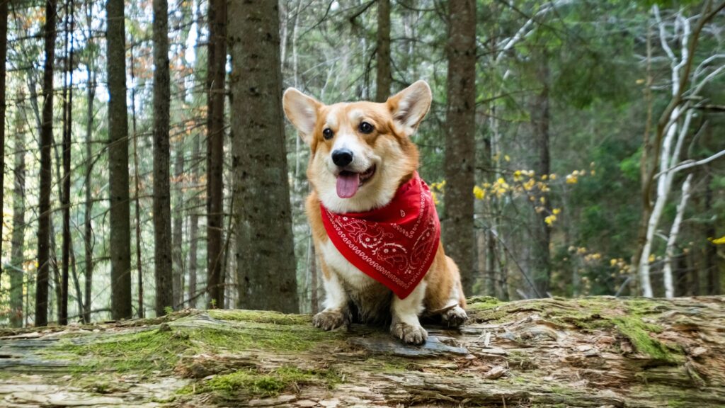 A corgi dressed as a park ranger, complete with a red bandana, stands on a mossy log in a forest, surrounded by tall trees and lush greenery.