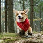 A corgi dressed as a park ranger, complete with a red bandana, stands on a mossy log in a forest, surrounded by tall trees and lush greenery.