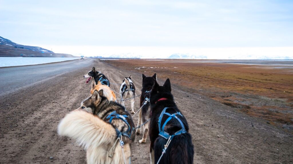 Six sled dogs harnessed together walk on a dirt road beside a body of water, with snow-capped mountains visible in the distance under a cloudy sky—a scene often experienced during Indigenous tourism adventures that celebrate traditional ways of travel and deep connections to the land.