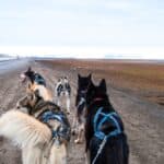 Six sled dogs harnessed together walk on a dirt road beside a body of water, with snow-capped mountains visible in the distance under a cloudy sky—a scene often experienced during Indigenous tourism adventures that celebrate traditional ways of travel and deep connections to the land.