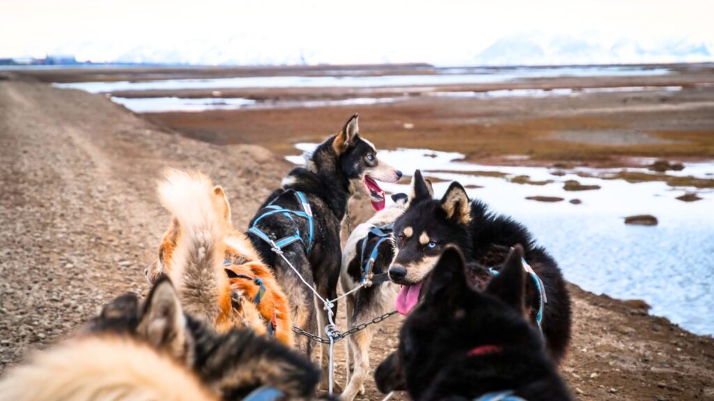 A team of sled dogs wearing harnesses stands on a dirt path next to a body of water, with snow-capped mountains in the background.