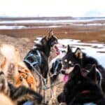 A team of sled dogs wearing harnesses stands on a dirt path next to a body of water, with snow-capped mountains in the background.