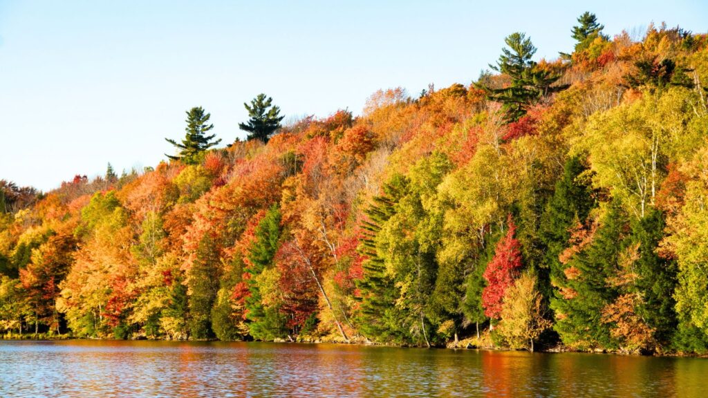 A forested hillside with trees in autumn colors&mdash;red, orange, yellow, and green&mdash;lines the edge of a calm lake under a clear sky.