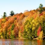 A forested hillside with trees in autumn colors—red, orange, yellow, and green—lines the edge of a calm lake under a clear sky.