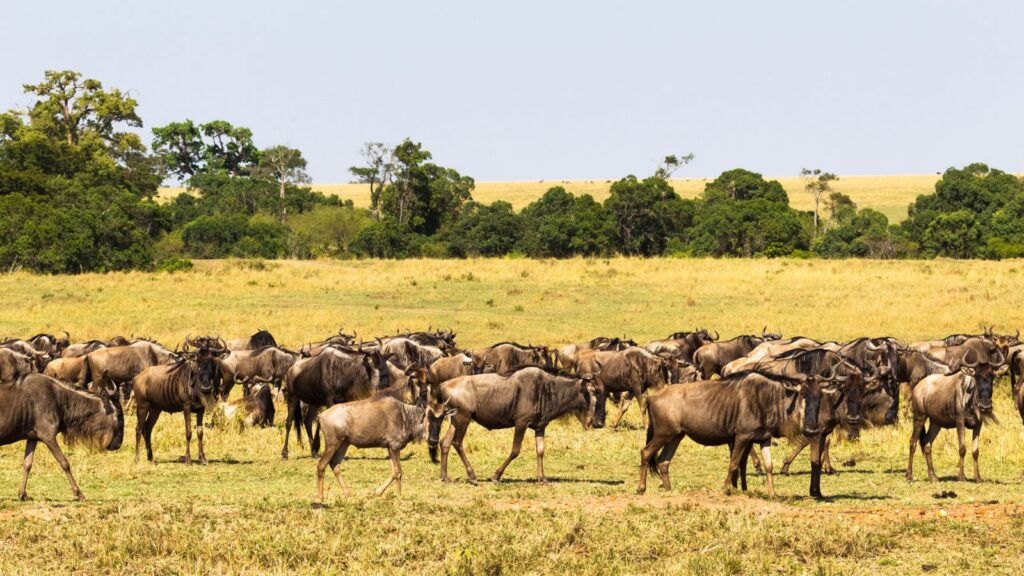 A large herd of wildebeest stands and grazes on a grassy plain with trees and open fields in the background under a clear sky.