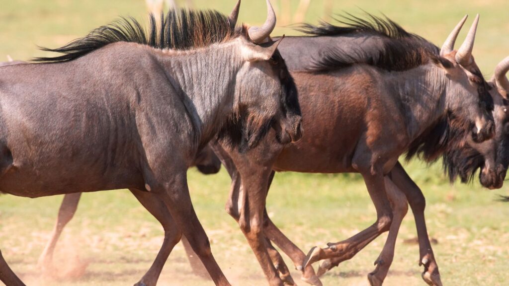 Three wildebeest run across a grassy plain, kicking up dust as they move.