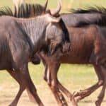Three wildebeest run across a grassy plain, kicking up dust as they move.