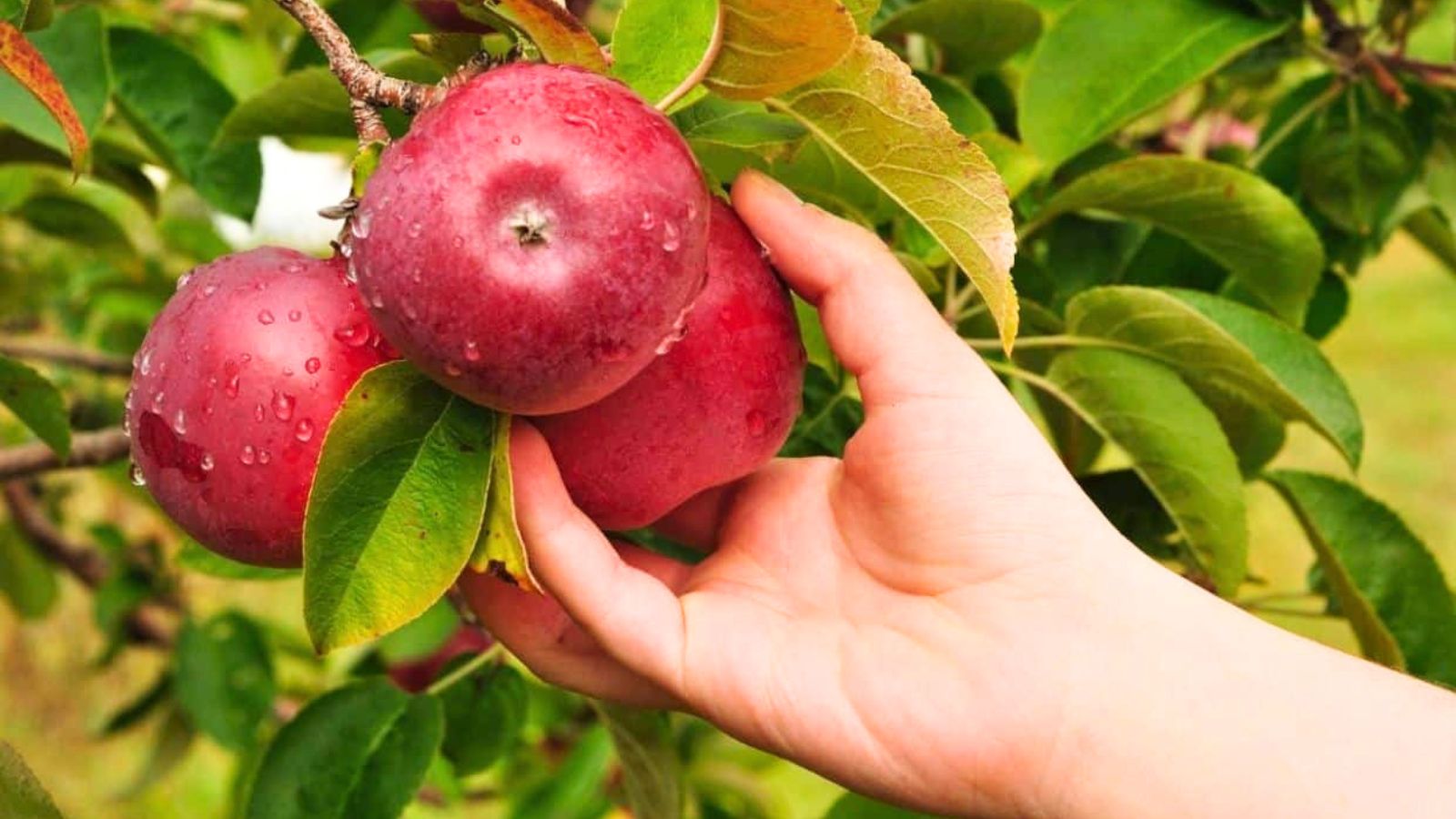 A hand reaches to pick a red apple from a tree branch with green leaves and water droplets on the fruit.