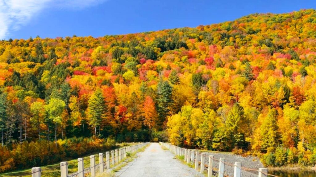A gravel road leads into a forested hillside covered in trees with vibrant autumn foliage in shades of red, orange, yellow, and green under a clear blue sky.