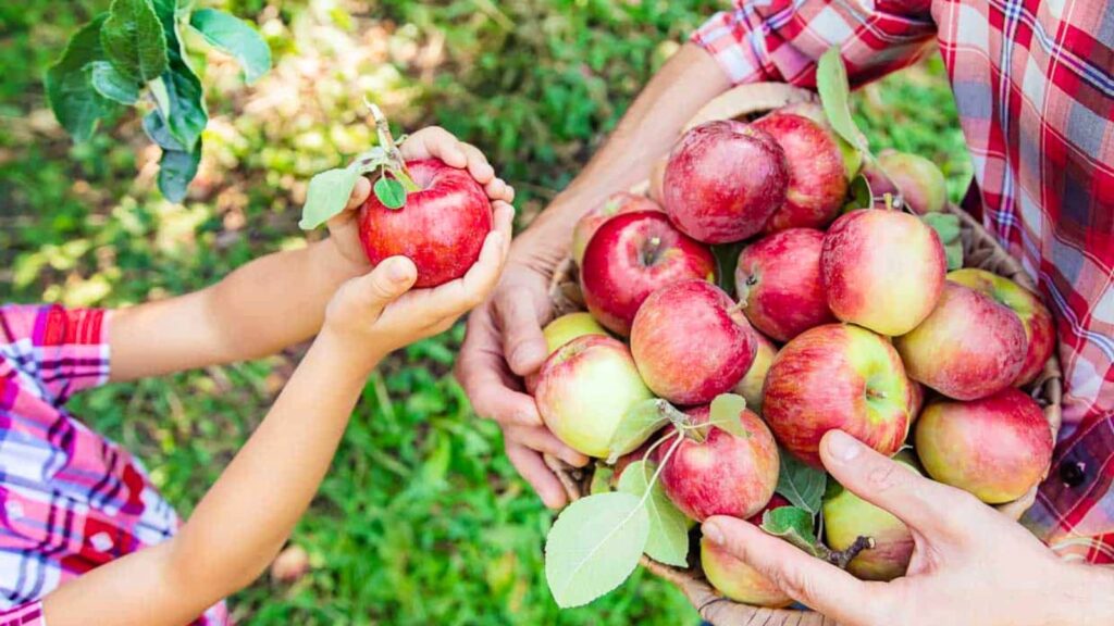 A child reaches for an apple from a basket full of apples held by an adult; both wear plaid shirts outdoors.