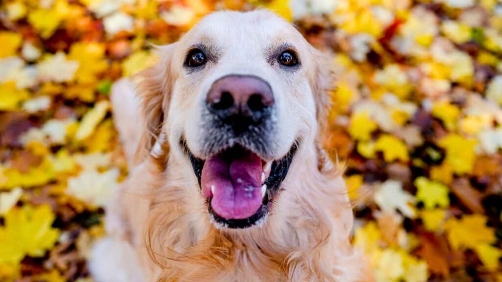 A golden retriever with its mouth open sits outdoors on autumn leaves, looking up at the camera.