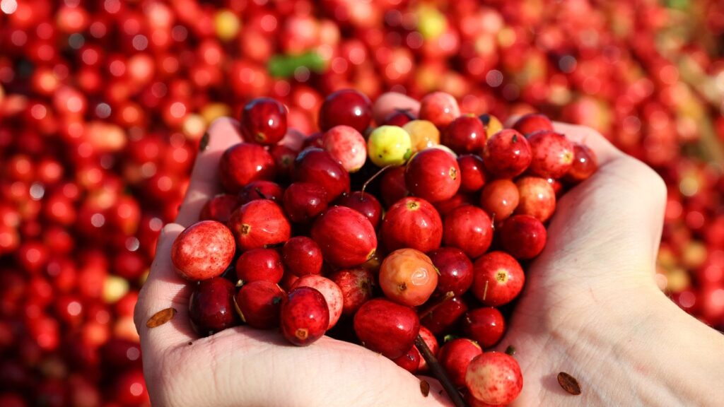 A pair of hands holding a large handful of ripe red berries, with more berries scattered in the background, capturing the abundance and vibrant spirit of fall harvest festivals.
