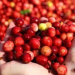 A pair of hands holding a large handful of ripe red berries, with more berries scattered in the background, capturing the abundance and vibrant spirit of fall harvest festivals.
