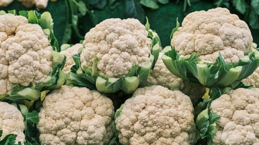 Several heads of fresh cauliflower with green leaves, a classic example of fall vegetables coming into season, are displayed in a pile at a market or grocery store.